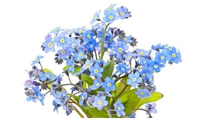 Neoveris contains forget-me-not extract