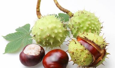 Chestnuts on horseback varicose veins of the lower limbs