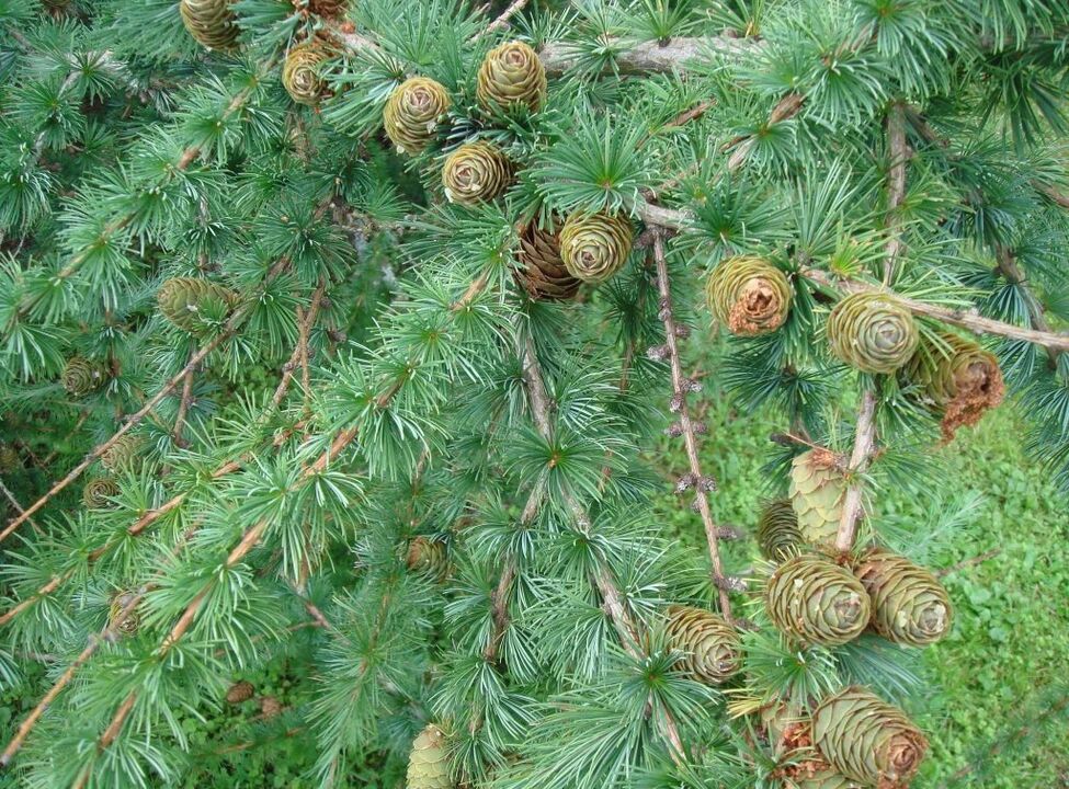 Larch will serve as raw material for the preparation of a medicinal decoction for varicose veins