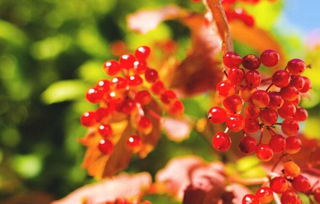 Viburnum berries help cure varicose veins